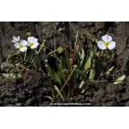 BALDELLIA ranunculoides BALDELLIA ranunculoides
