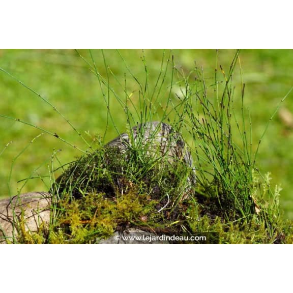 EQUISETUM scirpoides