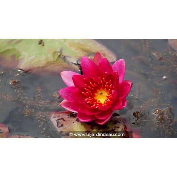 NYMPHAEA 'William Falconer'