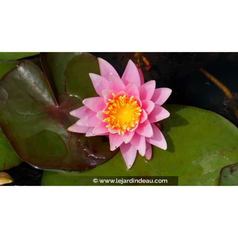 NYMPHAEA 'Rose Arey' - Printemps NYMPHAEA 'Rose Arey' - Printemps