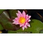 NYMPHAEA 'Rose Arey' - Printemps NYMPHAEA 'Rose Arey' - Printemps
