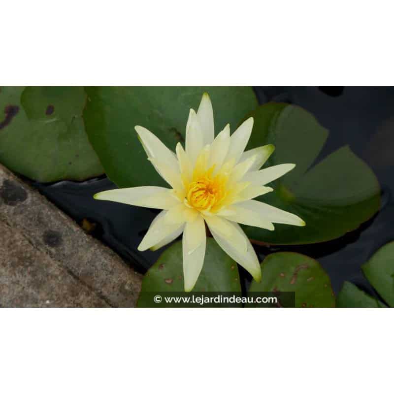 NYMPHAEA 'Colonel A.J. Welch' NYMPHAEA 'Colonel A.J. Welch'