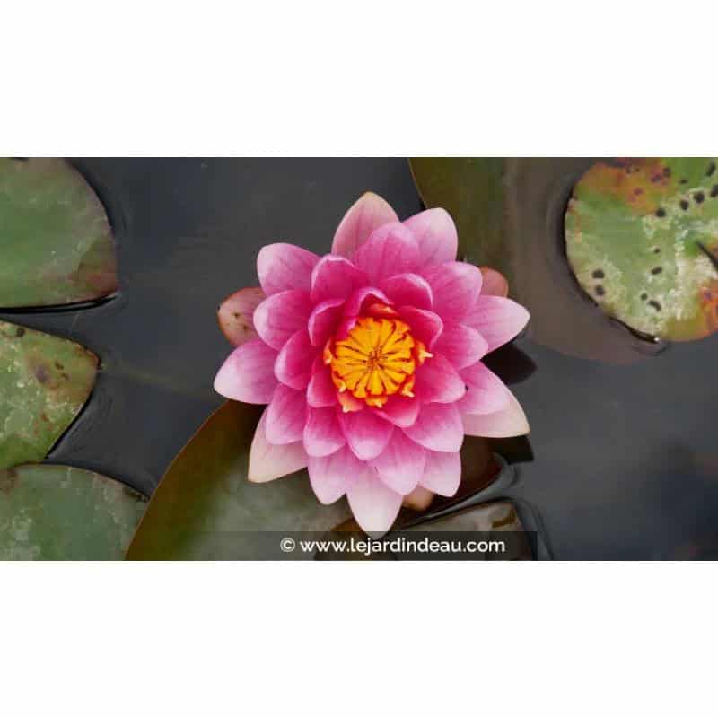 NYMPHAEA 'Escarboucle' - Printemps NYMPHAEA 'Escarboucle' - Printemps