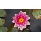 NYMPHAEA 'Escarboucle' - Printemps NYMPHAEA 'Escarboucle' - Printemps