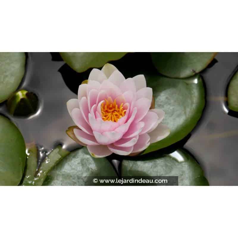 NYMPHAEA 'Fabiola' - Printemps NYMPHAEA 'Fabiola' - Printemps