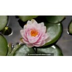 NYMPHAEA 'Fabiola' - Printemps NYMPHAEA 'Fabiola' - Printemps