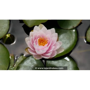 NYMPHAEA \'Fabiola\' - Nénuphar