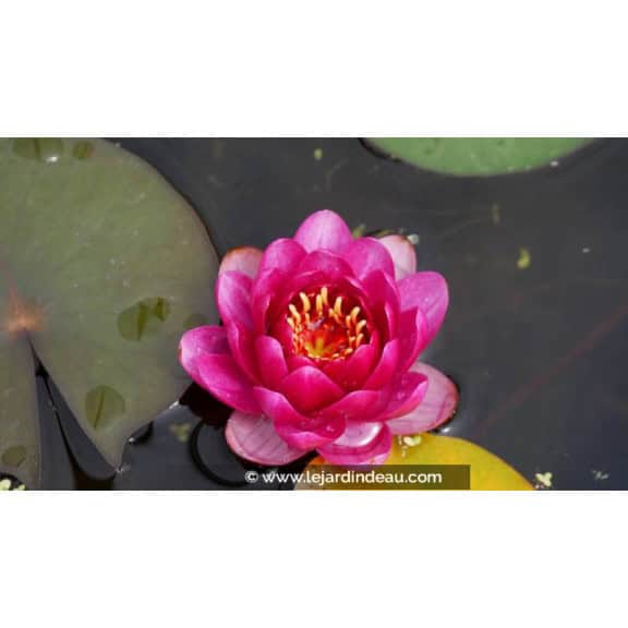 NYMPHAEA 'Perry's Baby Red' - Printemps