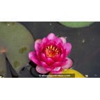 NYMPHAEA 'Perry's Baby Red' - Printemps NYMPHAEA 'Perry's Baby Red' - Printemps