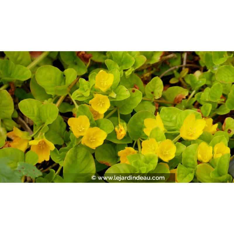 LYSIMACHIA nummularia - Printemps LYSIMACHIA nummularia - Printemps