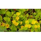 LYSIMACHIA nummularia - Printemps LYSIMACHIA nummularia - Printemps