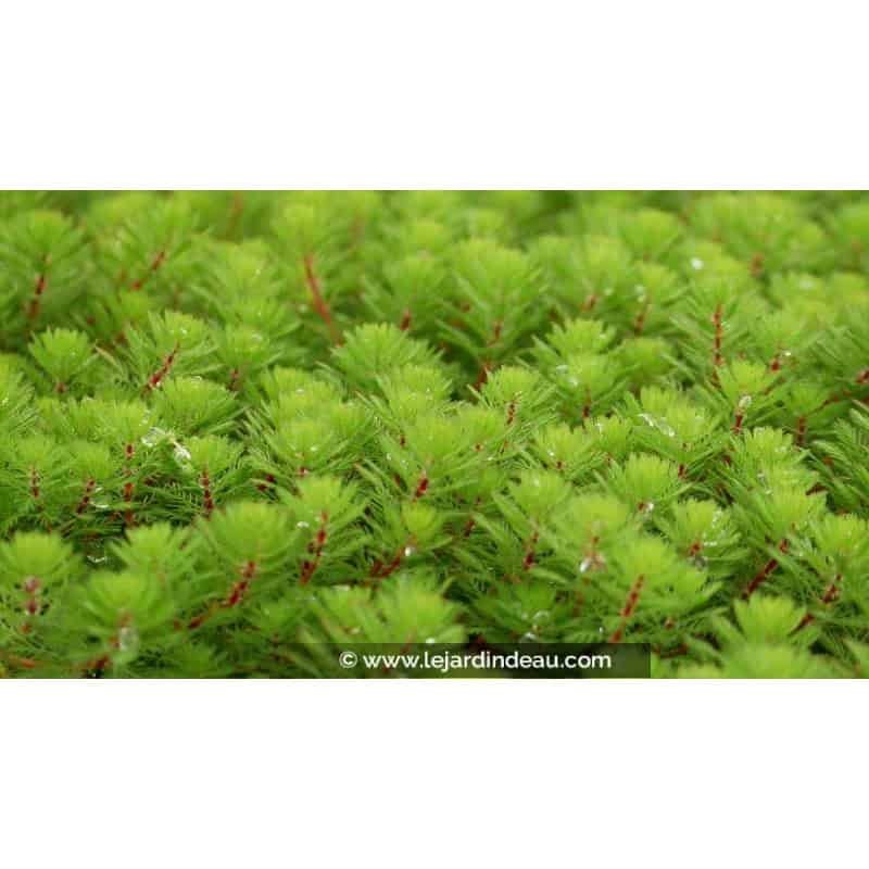 MYRIOPHYLLUM rubricaule - Printemps MYRIOPHYLLUM rubricaule - Printemps