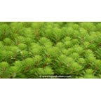 MYRIOPHYLLUM rubricaule - Printemps MYRIOPHYLLUM rubricaule - Printemps