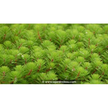 MYRIOPHYLLUM rubricaule - Myriophylle à tiges rouges