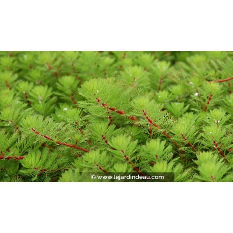 MYRIOPHYLLUM rubricaule - Printemps MYRIOPHYLLUM rubricaule - Printemps