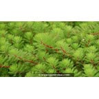 MYRIOPHYLLUM rubricaule - Printemps MYRIOPHYLLUM rubricaule - Printemps