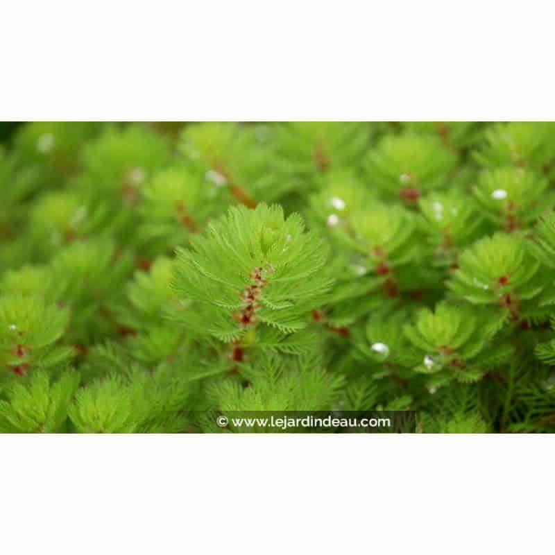 MYRIOPHYLLUM rubricaule - Printemps MYRIOPHYLLUM rubricaule - Printemps
