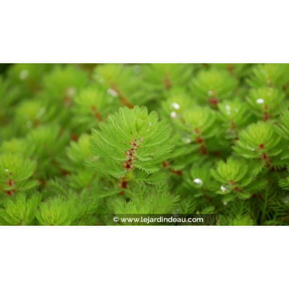 MYRIOPHYLLUM rubricaule - Printemps