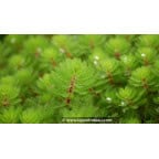 MYRIOPHYLLUM rubricaule - Printemps MYRIOPHYLLUM rubricaule - Printemps