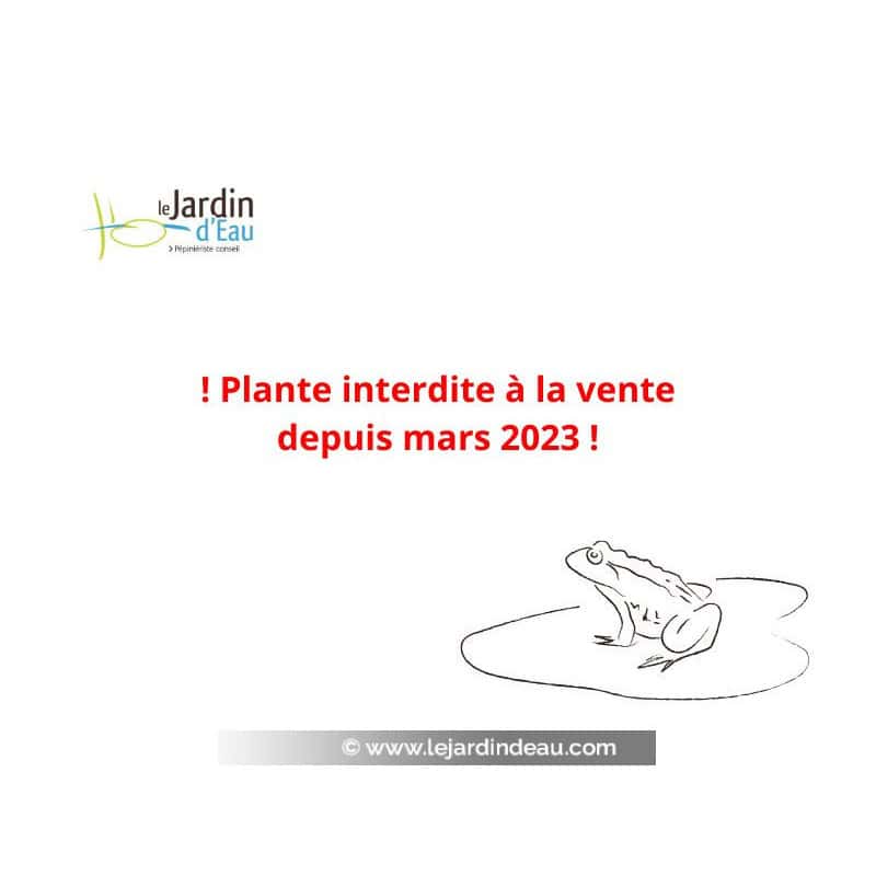 CRASSULA helmsii - interdite à la vente depuis mars 2023 CRASSULA helmsii - interdite à la vente depuis mars 2023