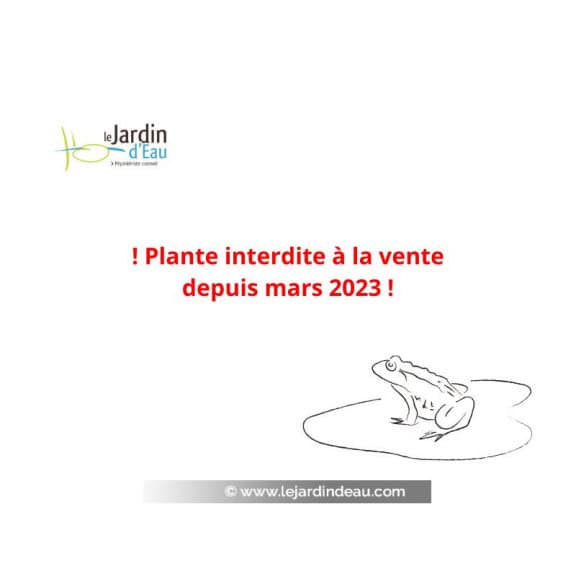 CRASSULA helmsii - interdite &agrave; la vente depuis mars 2023