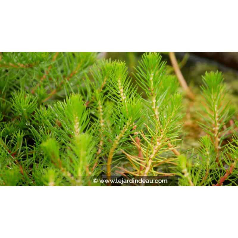 MYRIOPHYLLUM propium - Printemps MYRIOPHYLLUM propium - Printemps
