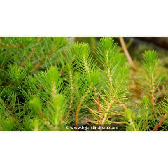 MYRIOPHYLLUM propium - Printemps