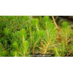 MYRIOPHYLLUM propium - Printemps MYRIOPHYLLUM propium - Printemps