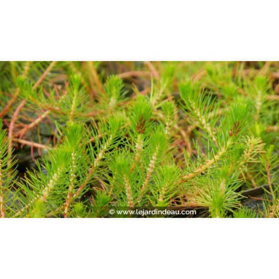 MYRIOPHYLLUM propium - Printemps
