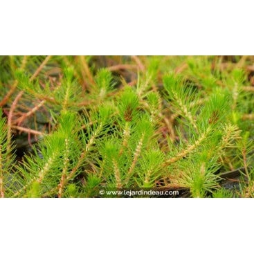 MYRIOPHYLLUM propium - Myriophylle