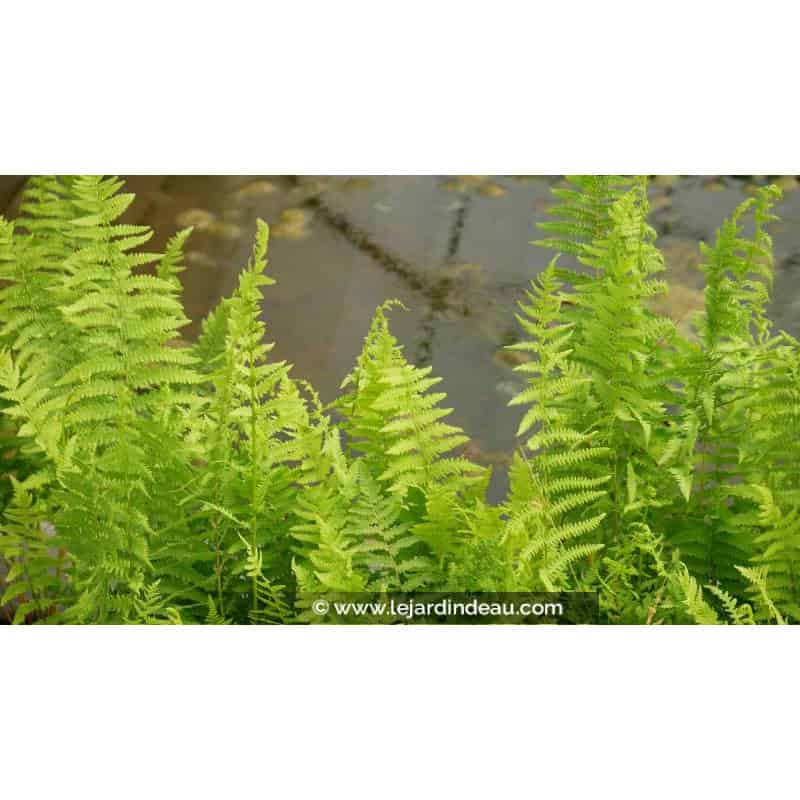 THELYPTERIS palustris - Printemps THELYPTERIS palustris - Printemps