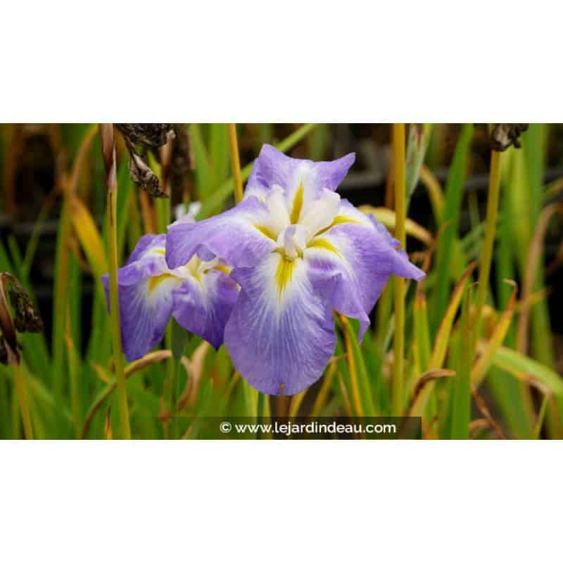 IRIS ensata 'Mandarin' - Printemps IRIS ensata 'Mandarin' - Printemps