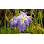 IRIS ensata 'Mandarin' - Printemps IRIS ensata 'Mandarin' - Printemps