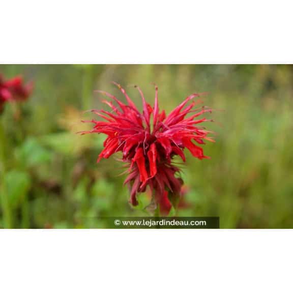 MONARDA 'Cambridge Scarlet' - Printemps