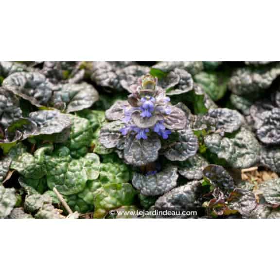 AJUGA pyramidalis 'Metallica Crispa' - &Eacute;t&eacute;