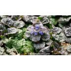 AJUGA pyramidalis 'Metallica Crispa' - Été AJUGA pyramidalis 'Metallica Crispa' - Été