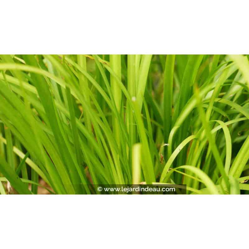 ACORUS gramineus var. pusillus ACORUS gramineus var. pusillus