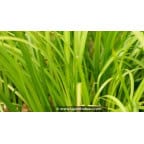 ACORUS gramineus var. pusillus ACORUS gramineus var. pusillus