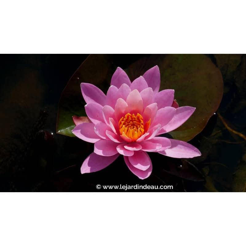NYMPHAEA 'Princess Elisabeth' - Printemps NYMPHAEA 'Princess Elisabeth' - Printemps