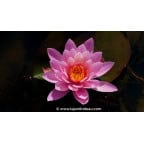 NYMPHAEA 'Princess Elisabeth' - Printemps NYMPHAEA 'Princess Elisabeth' - Printemps