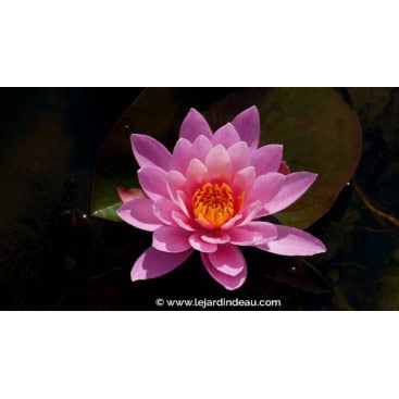 NYMPHAEA \'Princess Elisabeth\' - Nénuphar