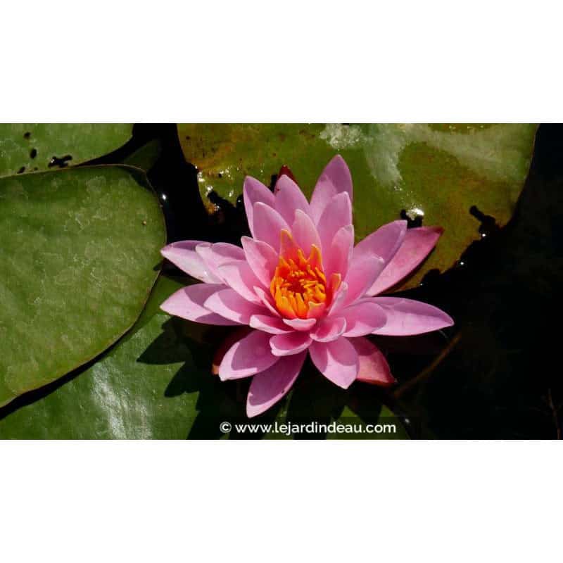 NYMPHAEA 'Princess Elisabeth' - Printemps NYMPHAEA 'Princess Elisabeth' - Printemps