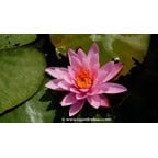NYMPHAEA 'Princess Elisabeth' - Printemps NYMPHAEA 'Princess Elisabeth' - Printemps