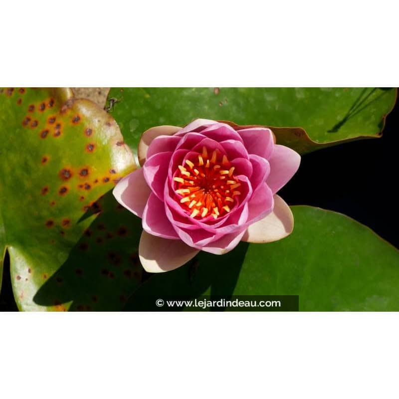NYMPHAEA 'Masaniello' - Printemps NYMPHAEA 'Masaniello' - Printemps