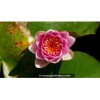 NYMPHAEA 'Masaniello' - Printemps NYMPHAEA 'Masaniello' - Printemps