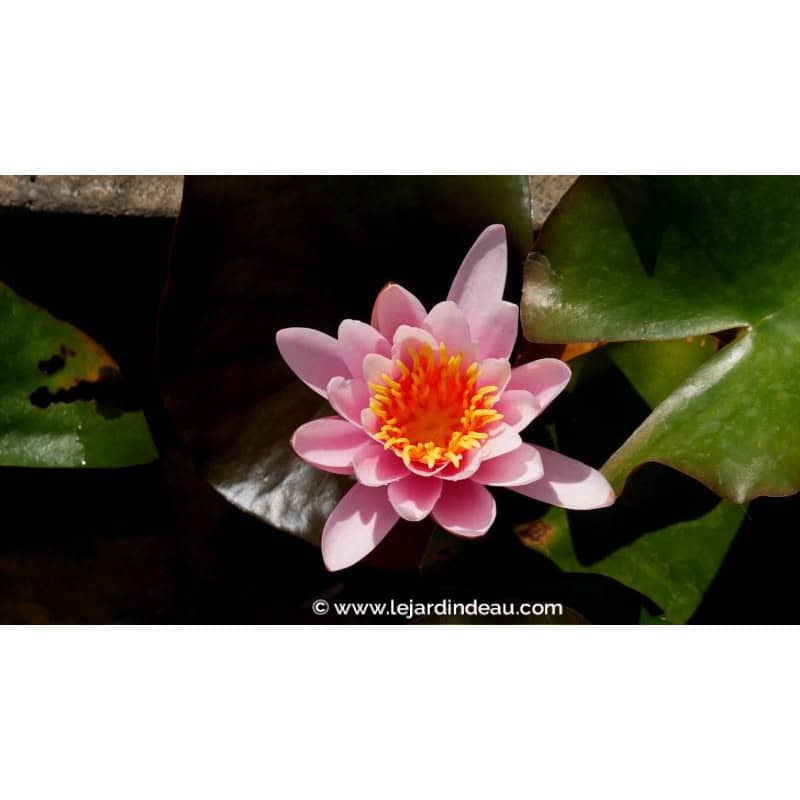 NYMPHAEA 'Rosennymphe' - Printemps NYMPHAEA 'Rosennymphe' - Printemps