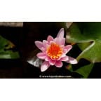 NYMPHAEA 'Rosennymphe' - Printemps NYMPHAEA 'Rosennymphe' - Printemps