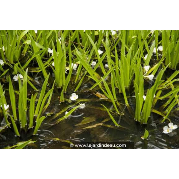 STRATIOTES aloides