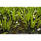 STRATIOTES aloides STRATIOTES aloides