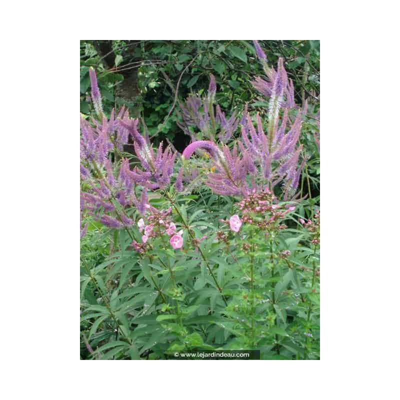 VERONICASTRUM virginicum 'Fascination' VERONICASTRUM virginicum 'Fascination'